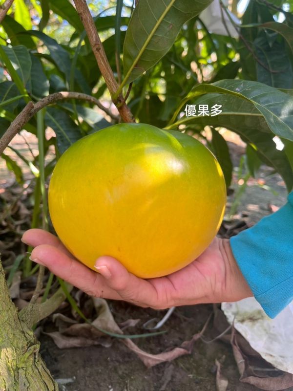 優果多-特級黃金果 黃金果