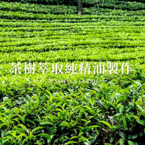 茶樹精油慕斯洗手液 茶樹精油,澳洲茶樹,雪松精油,洗手液,洗手乳,洗手露,慕斯,慕斯洗手液,泡沫洗手液,獅王,innogoods,innogoods洗手液,給皂機,泡沫給皂機,洗手機,泡沫洗手機,潔研所