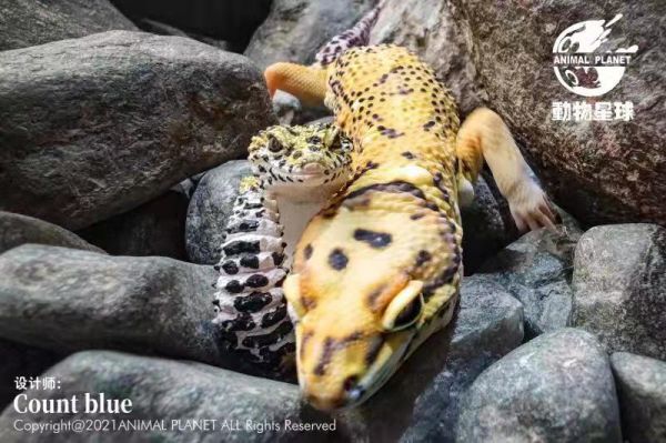 【補款】動物星球 豹紋守宮戒指 動物星球,守宮,完成品,手辦,玩具,模型,海賊王,鬼滅之刃,GK公仔,七龍珠