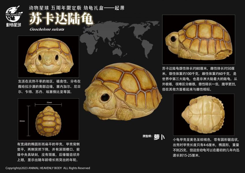 【GK補款】動物星球 五週年限定版幼龜禮盒 起源 動物星球,五週年限定版幼龜禮盒 起源,動物星球 五週年限定版幼龜禮盒 起源,GK代購,GK模型,GK專賣,GK雕像,GK,GK現貨,ＧＫ,ＧＫ代購,ＧＫ購買,ＧＫ現貨,買GK,GK公仔,公仔,海賊GK,索隆GK,魯夫GK,悟空,五條悟,咒術迴戰 gk,皮卡丘,七龍珠,龍珠,龍珠GK,炎柱GK,鬼滅GK,禰豆子GK,我妻善逸