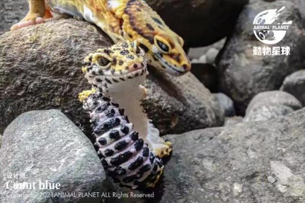 【補款】動物星球 豹紋守宮戒指 動物星球,守宮,完成品,手辦,玩具,模型,海賊王,鬼滅之刃,GK公仔,七龍珠