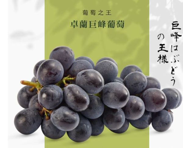 【大葉嚴選】卓蘭巨峰葡萄 2kg/盒 低溫配送 