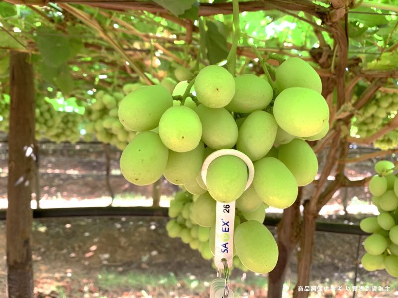 【大葉嚴選】美國加州 甜地球無籽葡萄 900克 ±10%(每袋) 