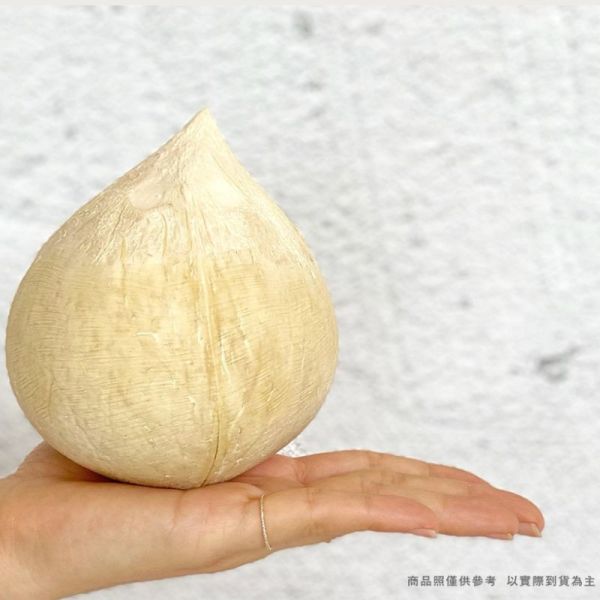 【大葉嚴選】越南 博士芋香香水椰子 #32大顆 450~700克(每顆) 