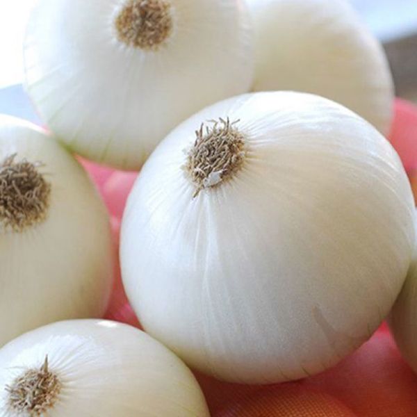【田匠物產】牛奶洋蔥（5kg / 8kg）天然無毒 