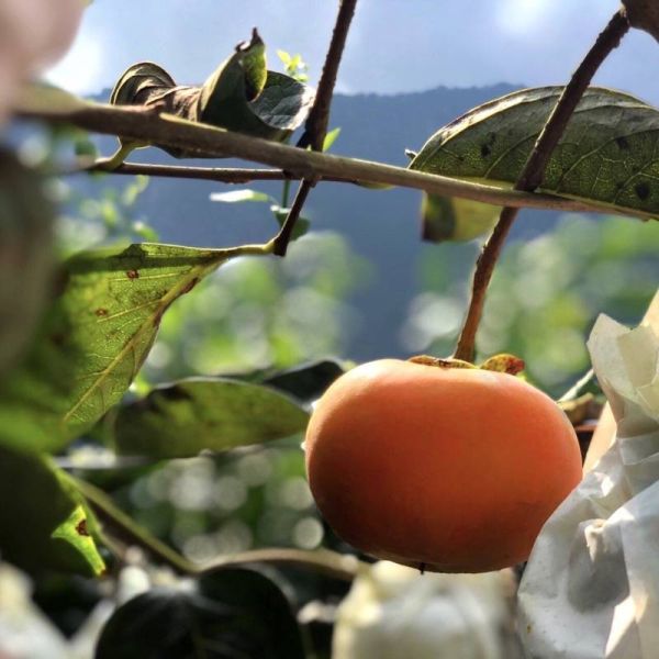 【大葉嚴選】日本品種_摩天嶺高山甜柿_8A(280g±10%)_9A(320g±10%)_10A(360g±10%)禮盒 