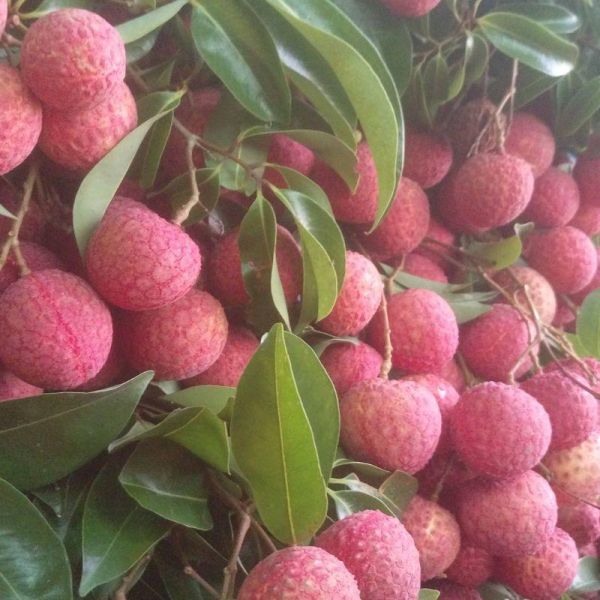 【大葉嚴選】桂味荔枝 5台斤 / 箱 低溫配送 水果