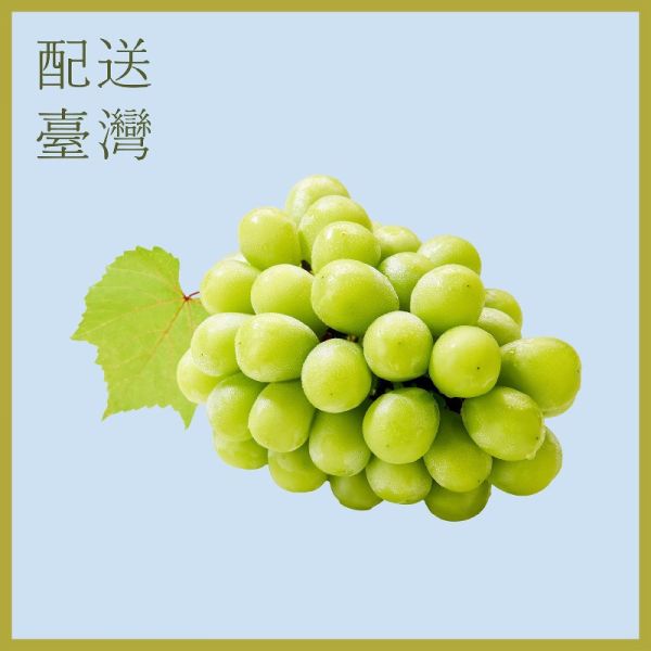 【大葉嚴選】日本進口/麝香葡萄 1串入(超大房) 650g±10%/串_2串入 1.2Kg±10%/箱 
