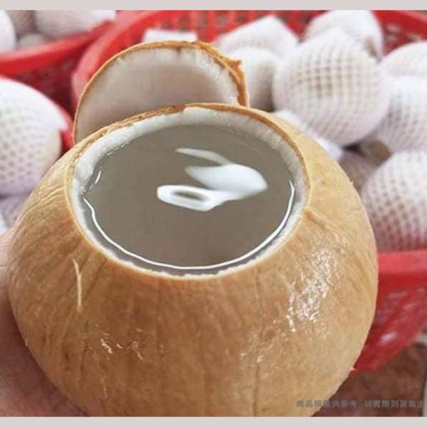 【大葉嚴選】越南 博士芋香香水椰子 #32大顆 450~700克(每顆) 