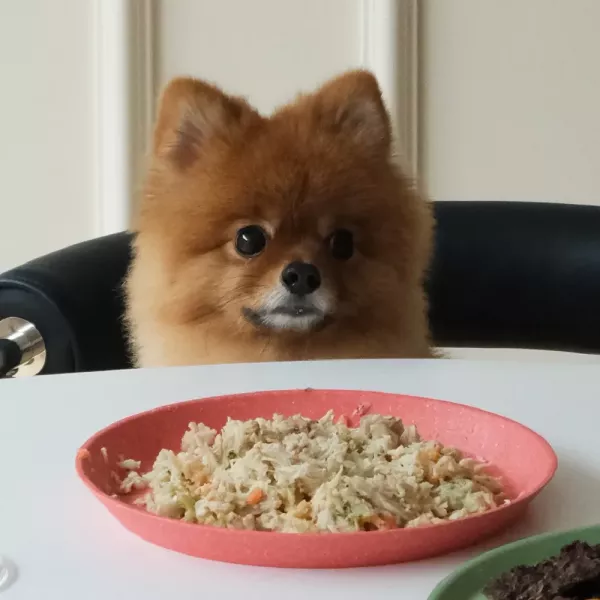 【CoCoFresh】犬貓入門無穀鮮食主餐_150g x 8 包組 