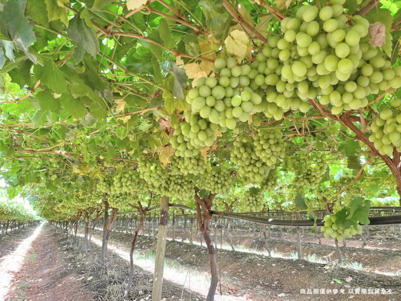 【大葉嚴選】美國加州 甜地球無籽葡萄 900克 ±10%(每袋) 