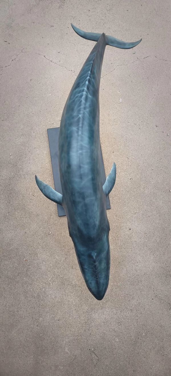 須彌工作室 海洋系列 藍鯨-滄溟 