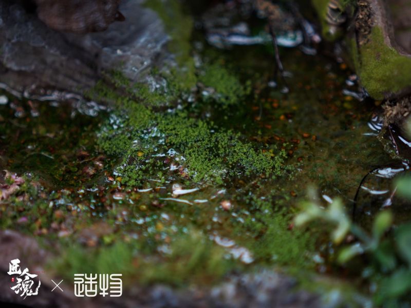 匠人魂工作室 劍龍路殺（roadkill） 