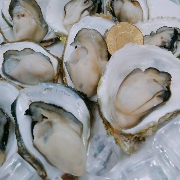 產季限定澎湖帶殼牡蠣(大) 搶鮮吃10斤組 免運費,澎湖帶殼牡蠣,澎湖牡蠣,澎湖蚵,澎湖蚵仔,城前牡蠣,講美牡蠣,帶殼牡蠣,澎湖蚵仔,城前鮮蚵,講美鮮蚵