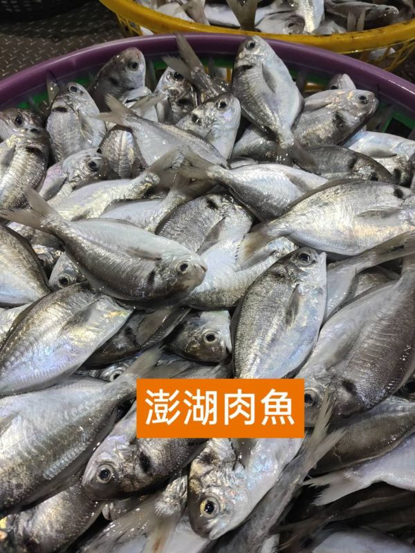 澎湖現流大肉魚仔 2尾裝/250克 5包組特價中..(內臟已處理) 澎湖現流超大肉魚,大肉魚,超大肉魚,澎湖超大肉魚,澎湖大肉魚,肉魚