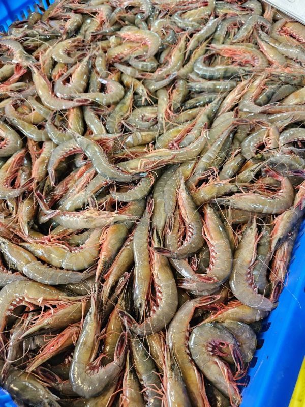 澎湖現流野生大劍蝦 250克裝 簡單煮就好吃~鮮甜海味Q彈脆口 澎湖野生大劍蝦,大劍蝦,劍蝦,澎湖劍蝦,現流劍蝦,澎湖大劍蝦