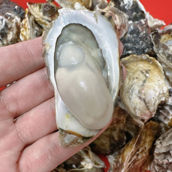產季限定澎湖帶殼牡蠣(大) 搶鮮吃 20斤組.30斤組 澎湖帶殼牡蠣,澎湖牡蠣,澎湖蚵仔,城前牡蠣,講美牡蠣,帶殼牡蠣,澎湖蚵仔,城前鮮蚵,講美鮮蚵,通樑牡蠣,鮮活牡蠣