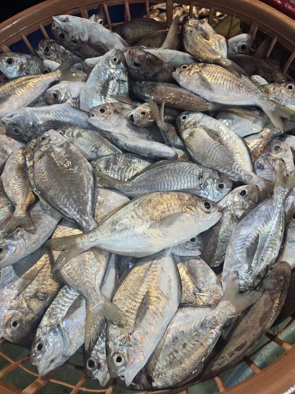 澎湖現流肉魚仔3尾裝/300克 /(內臟已處理)10送1..限量~ 澎湖肉魚,澎湖大肉魚,超大肉魚,肉魚,澎湖中肉魚,中肉魚