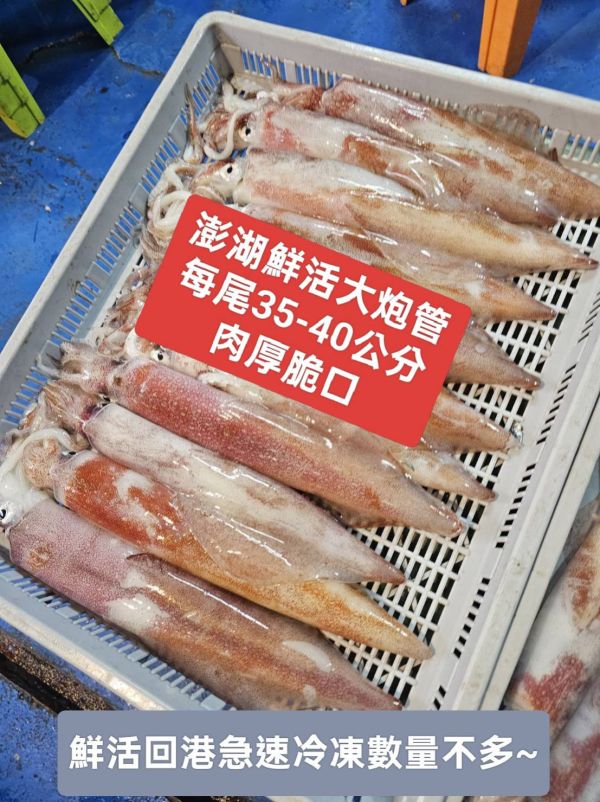 澎湖鮮活大砲管頂級鮮甜享受~大特賣 澎湖大砲管,大砲管,大管,生大管,澎湖大管,澎湖鮮活中砲管,鮮活中砲管,中砲管,澎湖中砲管