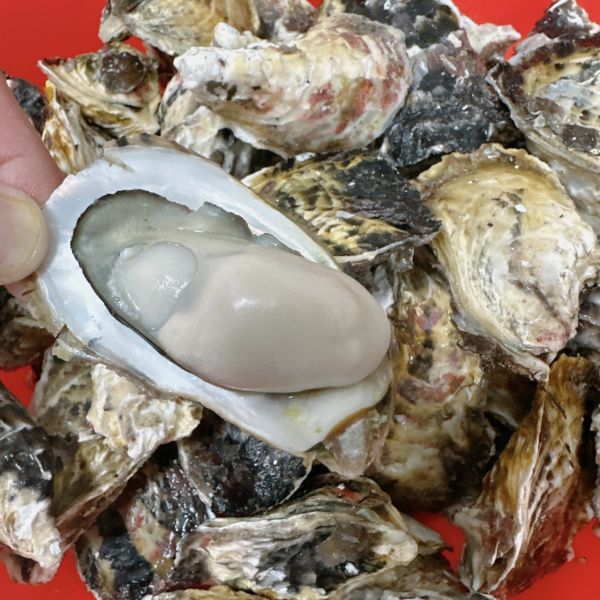 產季限定澎湖帶殼牡蠣(大) 搶鮮吃10斤組 免運費,澎湖帶殼牡蠣,澎湖牡蠣,澎湖蚵,澎湖蚵仔,城前牡蠣,講美牡蠣,帶殼牡蠣,澎湖蚵仔,城前鮮蚵,講美鮮蚵