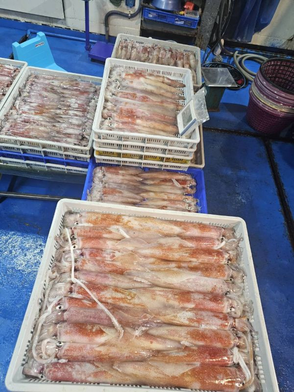澎湖鮮活大砲管頂級鮮甜享受~350-400克 /10隻(整胎)原價3800元特價3500元 澎湖大砲管,大砲管,大管,生大管,澎湖大管,澎湖鮮活中砲管,鮮活中砲管,中砲管,澎湖中砲管