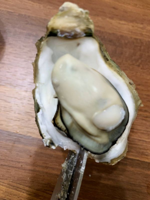 產季限定澎湖帶殼牡蠣(大) 搶鮮吃10斤組 免運費,澎湖帶殼牡蠣,澎湖牡蠣,澎湖蚵,澎湖蚵仔,城前牡蠣,講美牡蠣,帶殼牡蠣,澎湖蚵仔,城前鮮蚵,講美鮮蚵