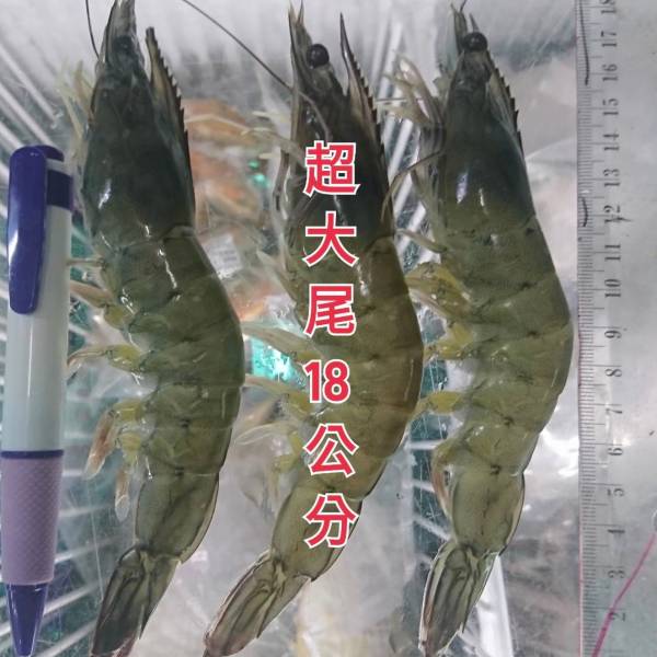 超大海白蝦 1台斤裝 特價.特價純海水.超鮮美.. 超大海白蝦,白蝦,大海白蝦,大白蝦