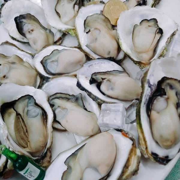 產季限定澎湖帶殼牡蠣(大) 搶鮮吃 20斤組.30斤組 澎湖帶殼牡蠣,澎湖牡蠣,澎湖蚵仔,城前牡蠣,講美牡蠣,帶殼牡蠣,澎湖蚵仔,城前鮮蚵,講美鮮蚵,通樑牡蠣,鮮活牡蠣