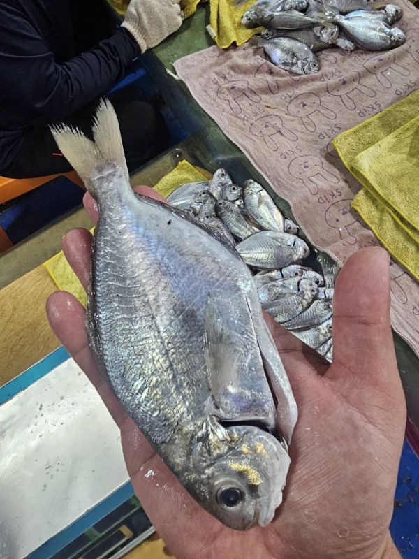 澎湖現流肉魚仔3尾裝/300克 /(內臟已處理)10送1..限量~ 澎湖肉魚,澎湖大肉魚,超大肉魚,肉魚,澎湖中肉魚,中肉魚