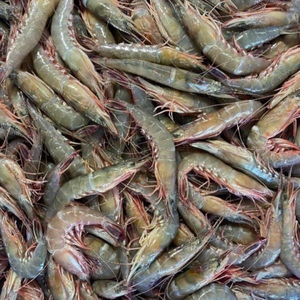 澎湖現流野生大劍蝦 250克裝 簡單煮就好吃~鮮甜海味Q彈脆口 澎湖野生大劍蝦,大劍蝦,劍蝦,澎湖劍蝦,現流劍蝦,澎湖大劍蝦