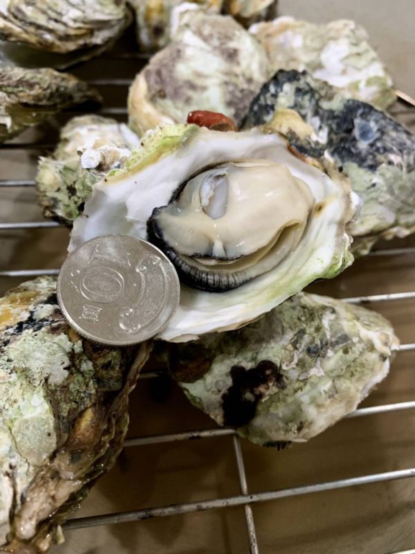 產季限定澎湖帶殼牡蠣(大) 搶鮮吃10斤組 免運費,澎湖帶殼牡蠣,澎湖牡蠣,澎湖蚵,澎湖蚵仔,城前牡蠣,講美牡蠣,帶殼牡蠣,澎湖蚵仔,城前鮮蚵,講美鮮蚵