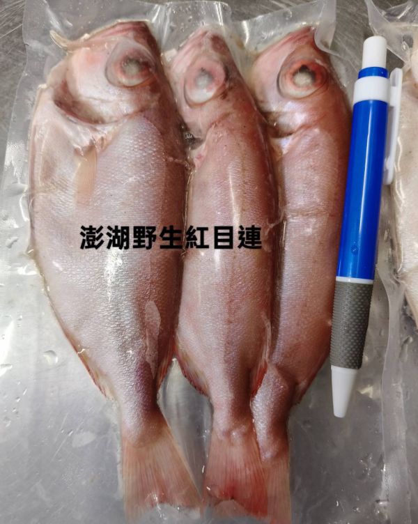 澎湖野生紅目鰱 300-350克/3尾/ 澎湖野生大紅目鰱,紅目鰱,紅目魚