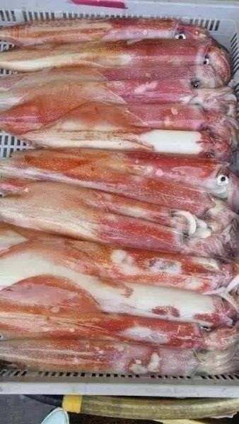澎湖鮮活大砲管頂級鮮甜享受~大特賣 澎湖大砲管,大砲管,大管,生大管,澎湖大管,澎湖鮮活中砲管,鮮活中砲管,中砲管,澎湖中砲管