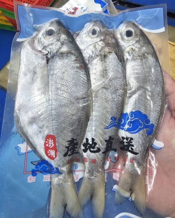 澎湖現流肉魚仔3尾裝/300克 /(內臟已處理)10送1..限量~ 澎湖肉魚,澎湖大肉魚,超大肉魚,肉魚,澎湖中肉魚,中肉魚