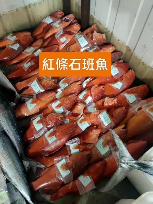 澎湖野生大紅條(魚塊+魚片)組 