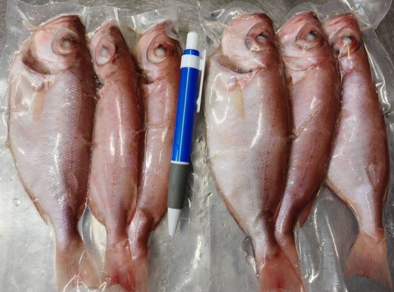 澎湖野生紅目鰱 300-350克/3尾/ 澎湖野生大紅目鰱,紅目鰱,紅目魚