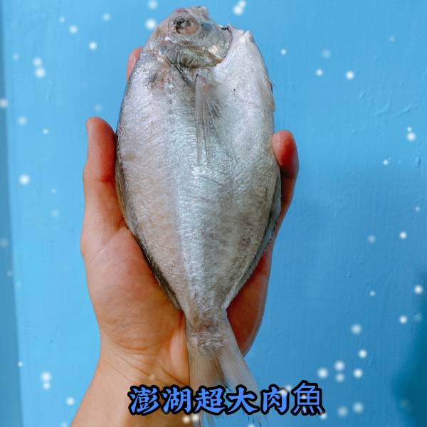 澎湖現流大肉魚仔 2尾裝/250克 5包組特價中..(內臟已處理) 澎湖現流超大肉魚,大肉魚,超大肉魚,澎湖超大肉魚,澎湖大肉魚,肉魚