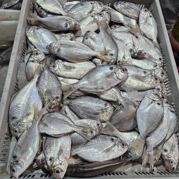 澎湖現流大肉魚仔 2尾裝/250克 5包組特價中..(內臟已處理) 澎湖現流超大肉魚,大肉魚,超大肉魚,澎湖超大肉魚,澎湖大肉魚,肉魚