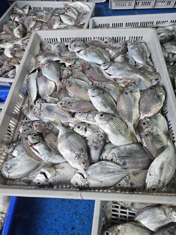 澎湖現流肉魚仔3尾裝/300克 /(內臟已處理)10送1..限量~ 澎湖肉魚,澎湖大肉魚,超大肉魚,肉魚,澎湖中肉魚,中肉魚