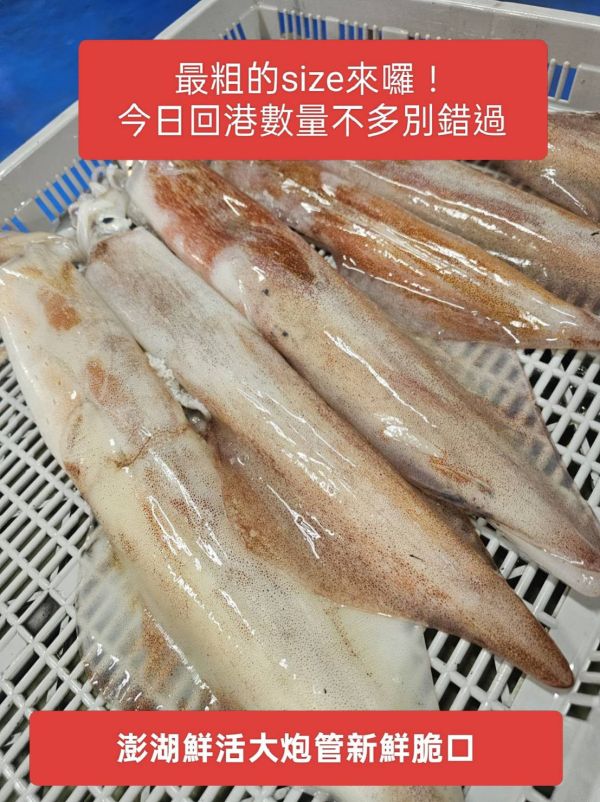 澎湖鮮活大砲管頂級鮮甜享受~大特賣 澎湖大砲管,大砲管,大管,生大管,澎湖大管,澎湖鮮活中砲管,鮮活中砲管,中砲管,澎湖中砲管