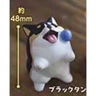 stasto扭蛋 不願回家的短腿柯基 散步小狗潮玩 stasto扭蛋 不願回家的短腿柯基 散步小狗潮玩