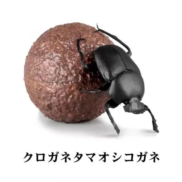 日版 SO-TA 盒玩 1/1 蜣螂 糞金龜 甲蟲 中盒4入 