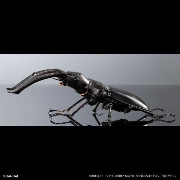 預購26年3月 萬代 盒玩 生物大圖鑑PREMIUM 巨顎叉角鍬形蟲（黑） 