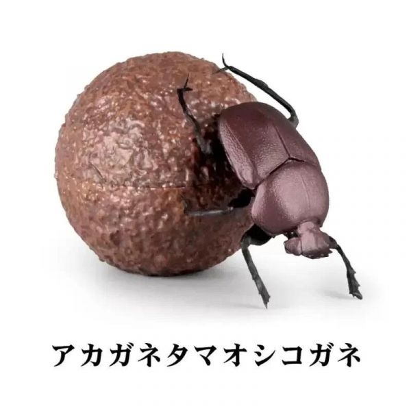 日版 SO-TA 盒玩 1/1 蜣螂 糞金龜 甲蟲 中盒4入 