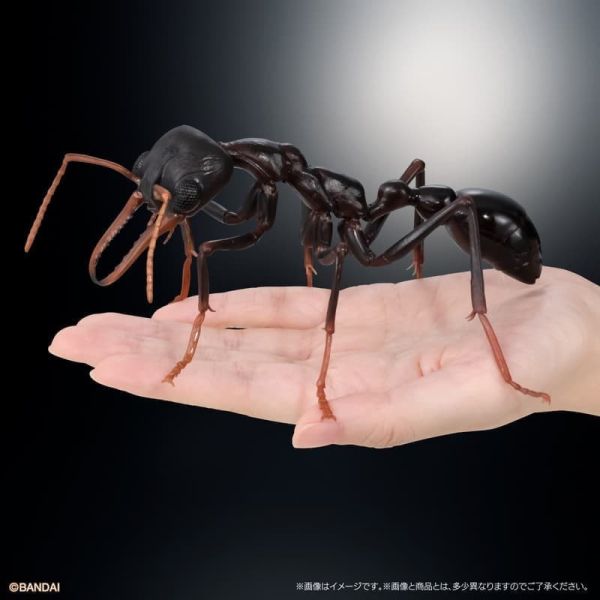 預購26年1月 萬代 生物大圖鑑 鬥牛犬蟻 附樹皮底座(中) 一套3種 