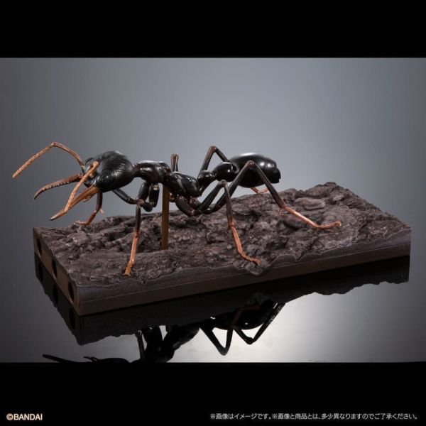 預購26年1月 萬代 生物大圖鑑 鬥牛犬蟻 附樹皮底座(中) 一套3種 