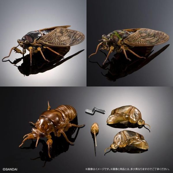 預購8月 萬代 生物大圖鑑 蟬02 日本油蟬 附展示架&樹皮台座(中) 3款一套 