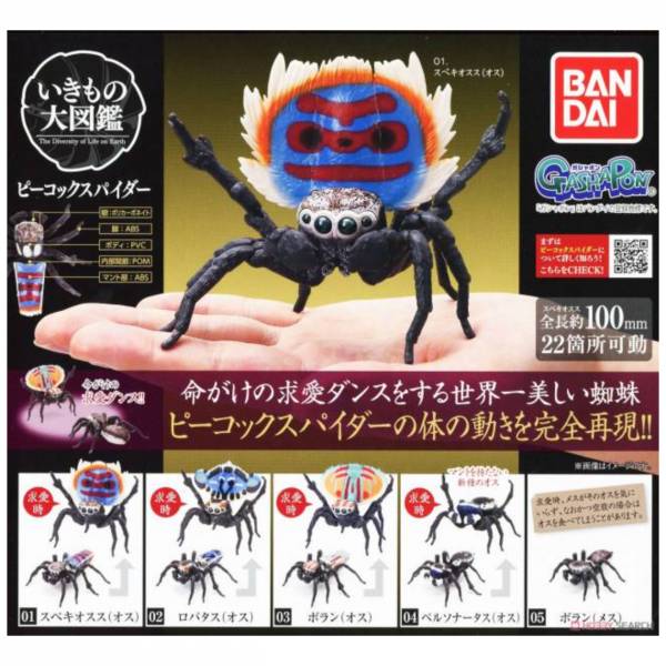 萬代 BANDAI 環保扭蛋 生物大圖鑑 孔雀蜘蛛 <一套5種> 