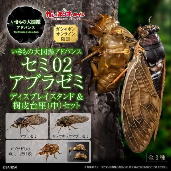 預購8月 萬代 生物大圖鑑 蟬02 日本油蟬 附展示架&樹皮台座(中) 3款一套 