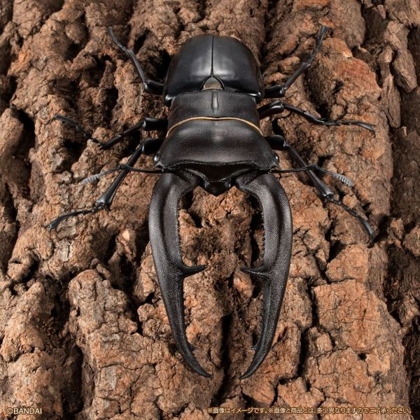 預購26年3月 萬代 盒玩 生物大圖鑑PREMIUM 巨顎叉角鍬形蟲（黑） 